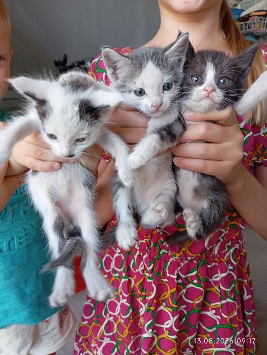 Отдам котят в добрые руки