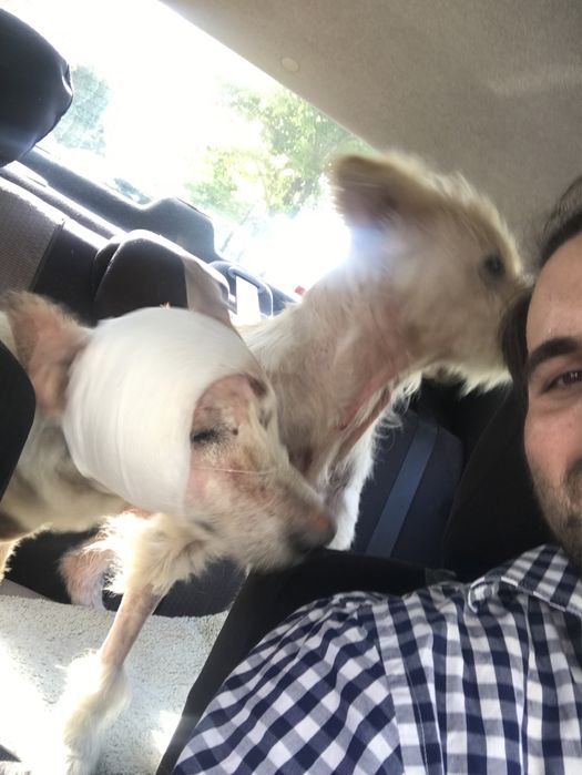 Transport animale domestice NON-STOP