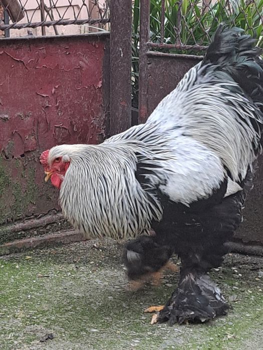 Cocoși brahma herminat inchis