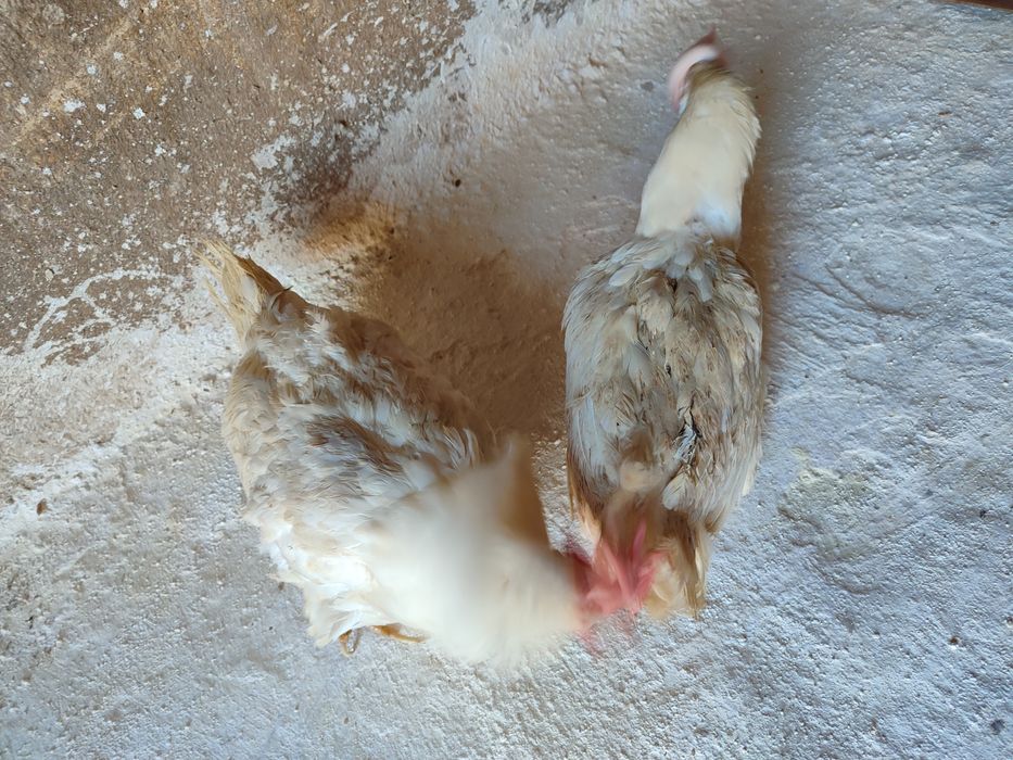 Продаётся куры несушек