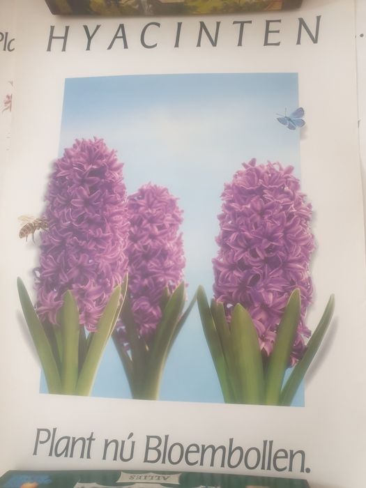 Плакат цветя луковици есен пролет