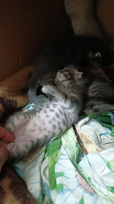 Котята вислоухие