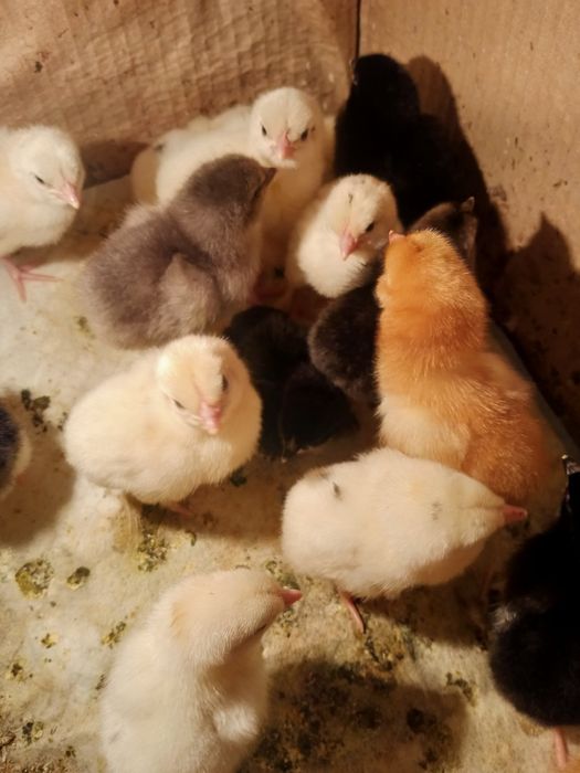 Цыплята от домашних курей