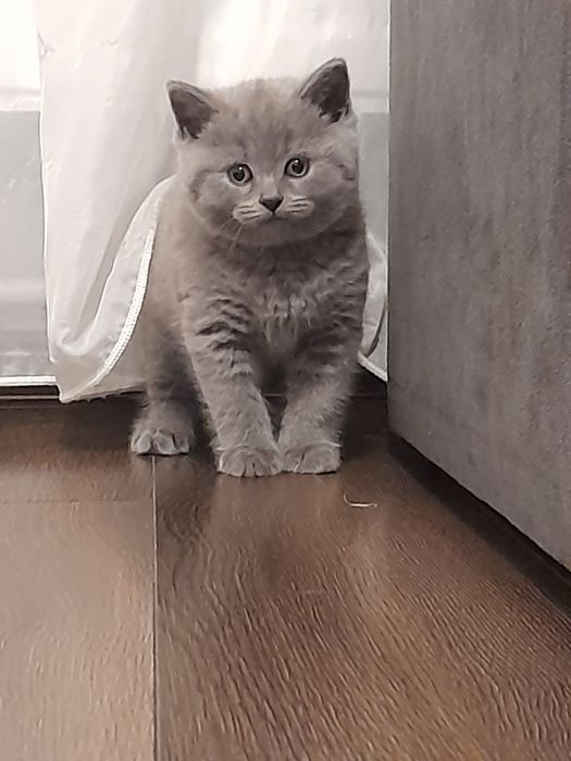 Baietel british shorthair