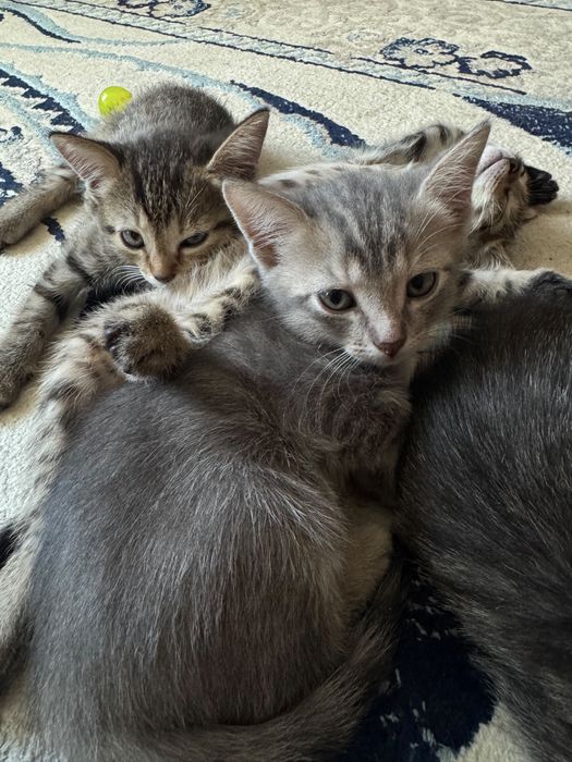 Отдам котят в добрые руки