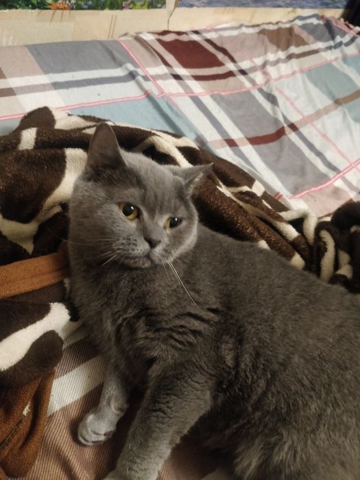 Кошка британская гладкошорстная