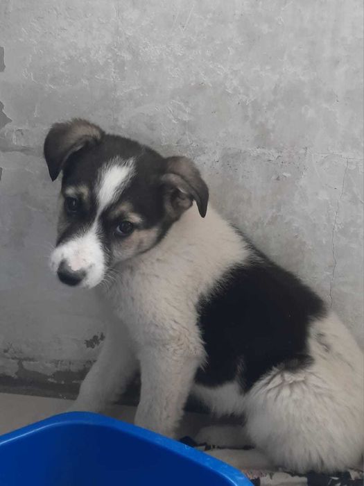 Отдаем щенка, в добрве руки