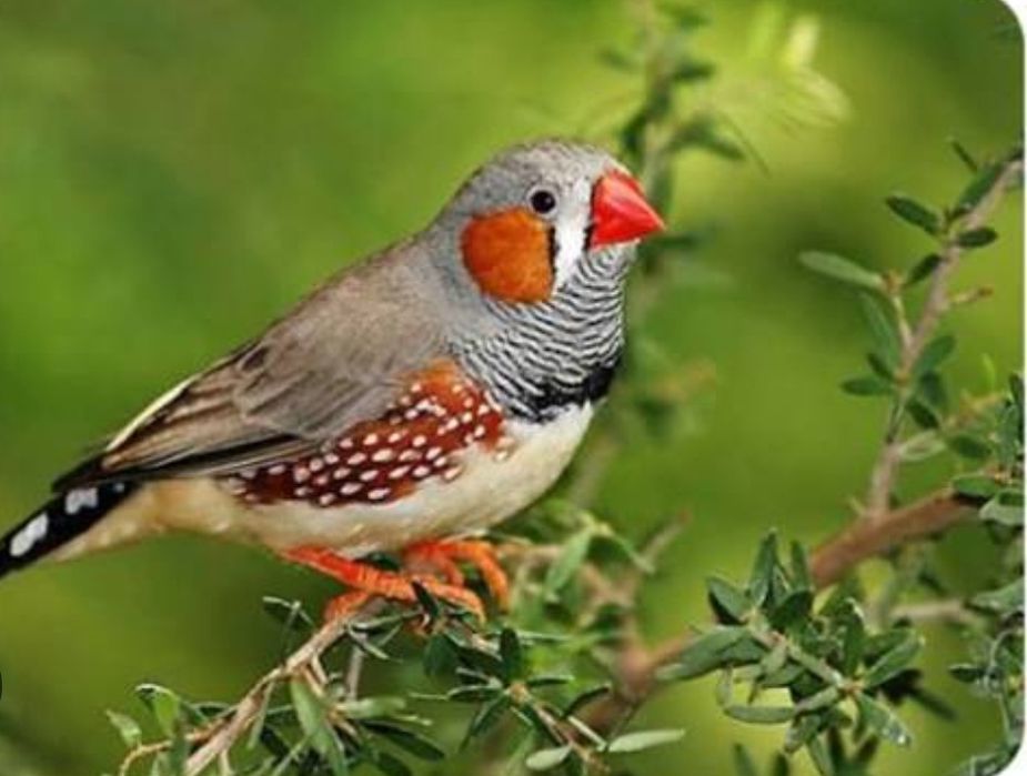 Амадины чернощекие зебровые