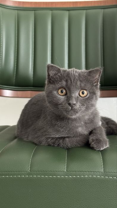Котята Шотланки 4 мес