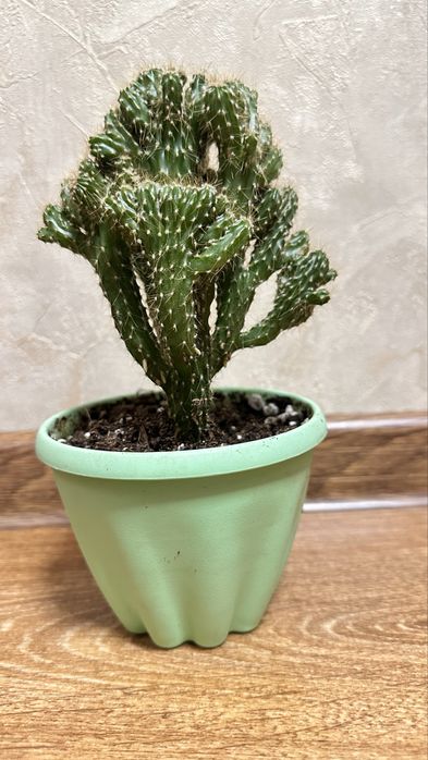 Продам растение кактус