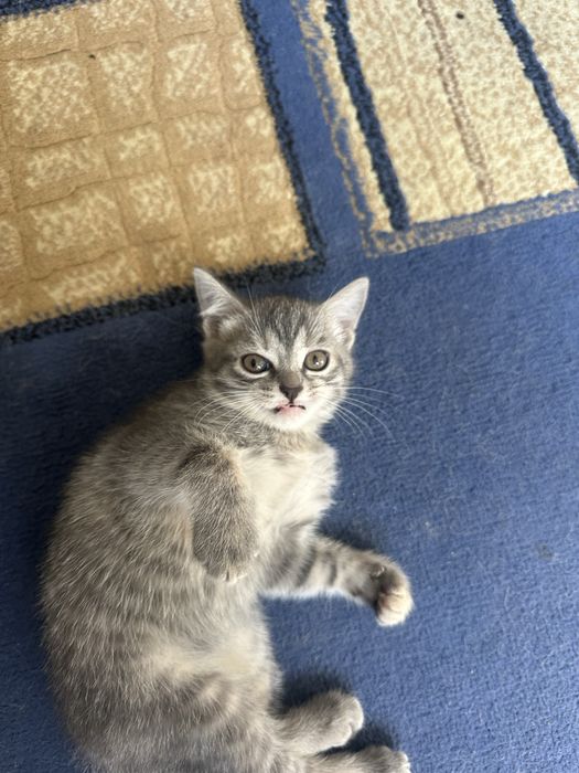Котенок ,девочка,!