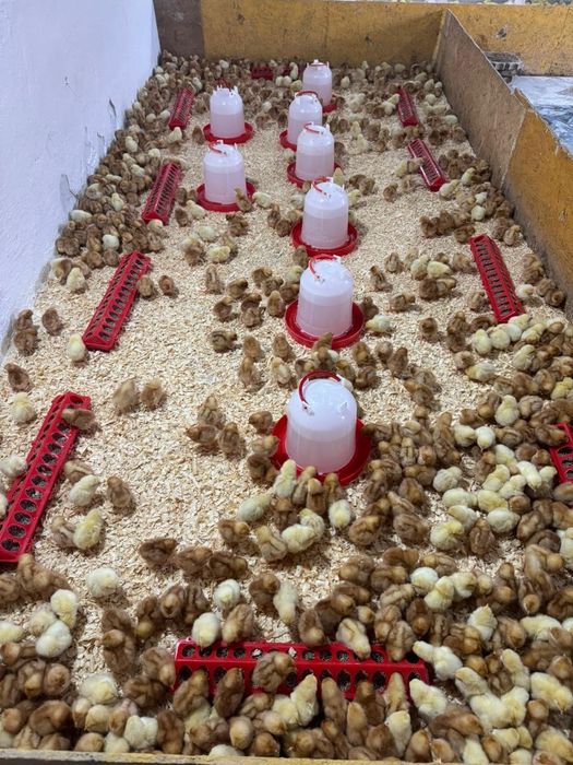 Все птица в наличии Башкирия