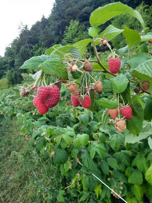 ПРОМОЦИЯ Разсад Ягоди и Малини Елитни Сортове