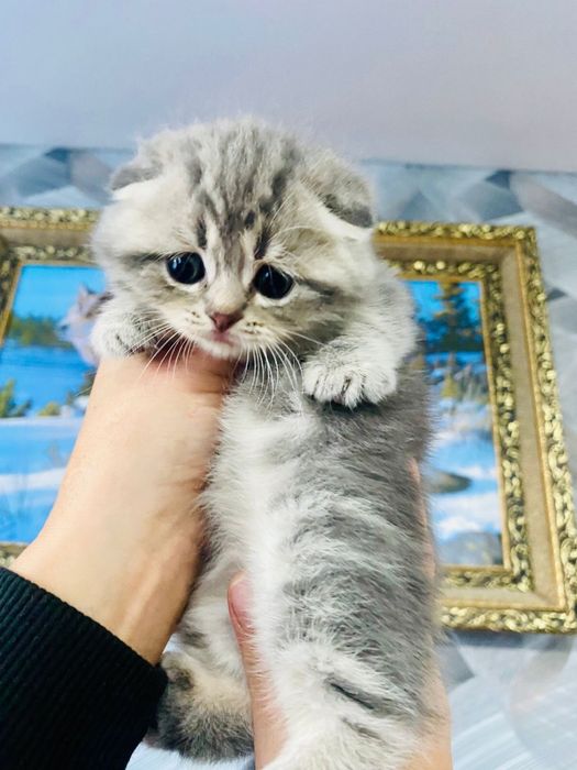 Вислоушки поюшки