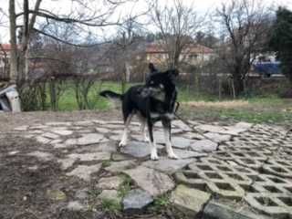 Подарявам куче "Роки" - 1/2 Хъски