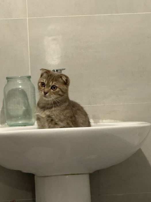 Котёнок Куки продается