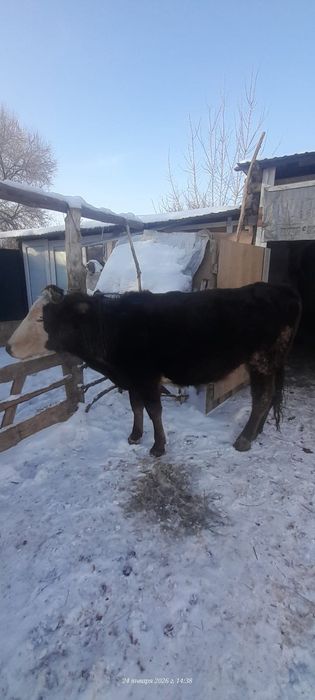 Ұзынағаш жаңақұрлыс