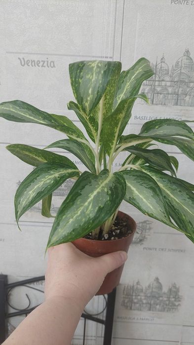 Продам цветы домашние Актобе