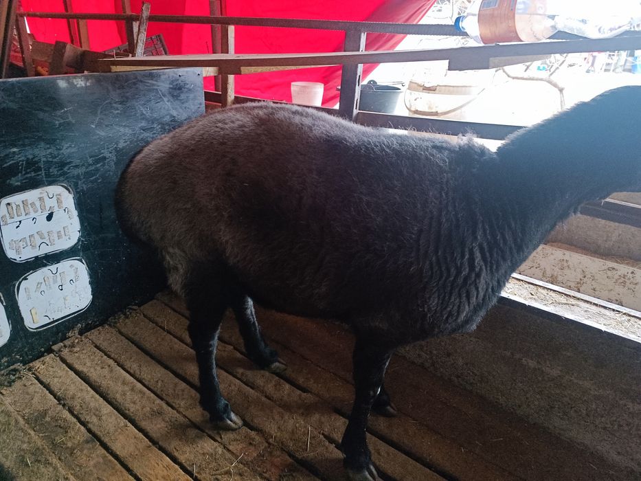 Овца взрослая гисарская породы