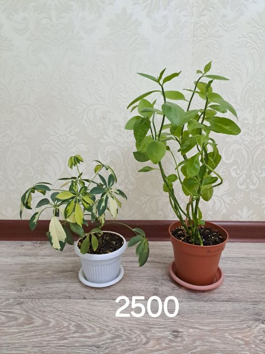 Цветы комнатные для дома и офиса