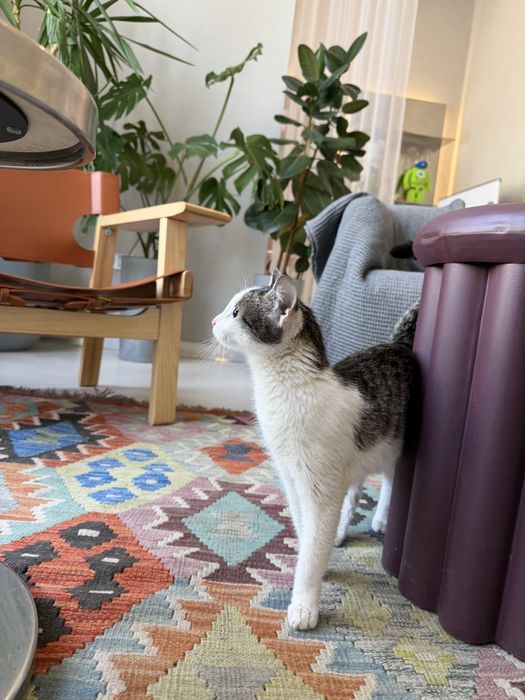 Котенок ЛАЙМА. 8 месяцев