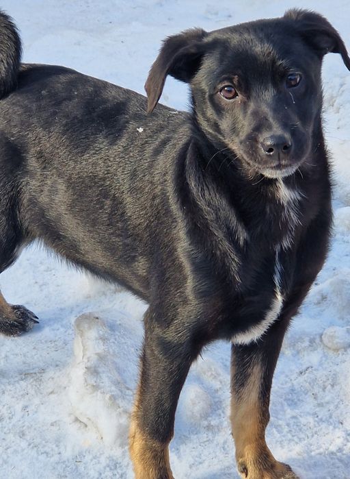 Щенки в поиске дома