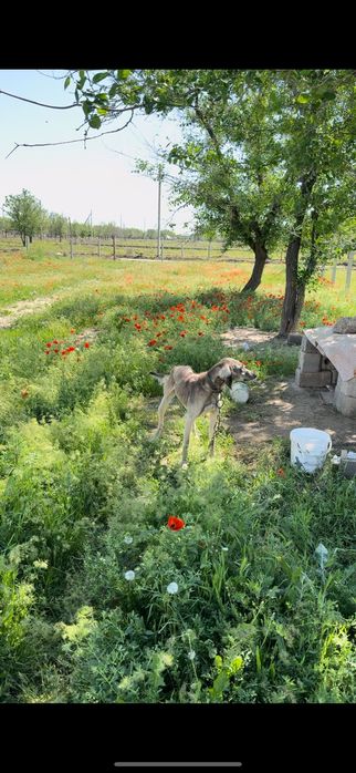 Тазы 2 жасар еркек