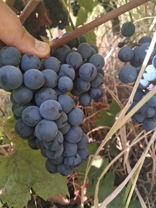 Vând struguri de vin