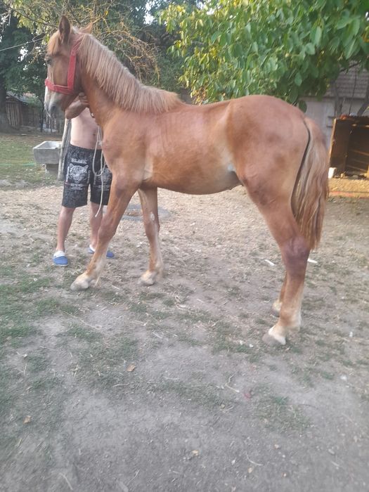 Vând mânz de 1 an și 3 luni