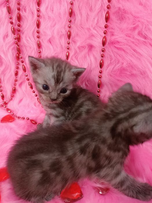 Продам котят шотландка+бенгал