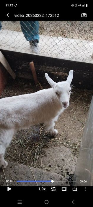 Ona bola echki sotiladi