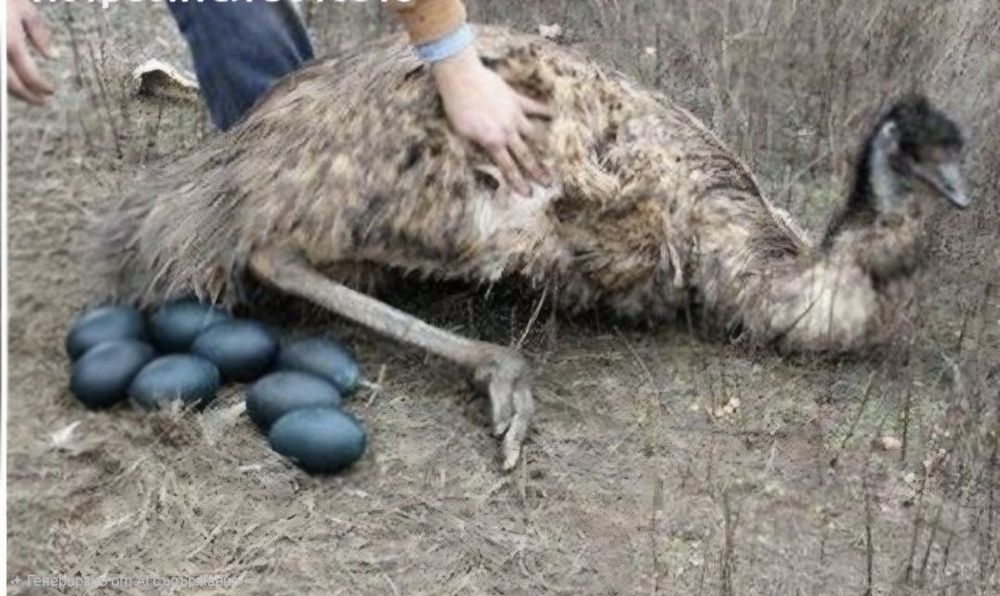 Яйце от ЕМУ (оплодени и за консумация)