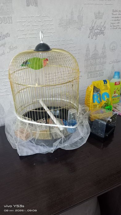 Продаю попугая Неразлучника.