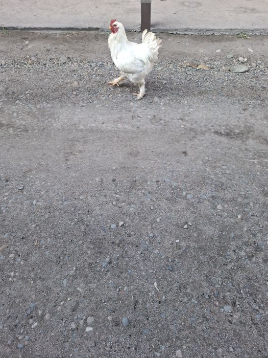 Продам домашних кур и петухов