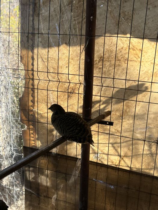 Pereche de fazani auriu pe roșu