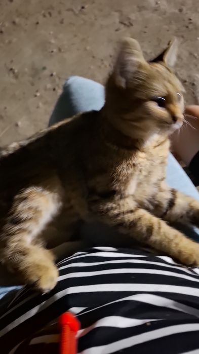Отдам в добрые руки кошку