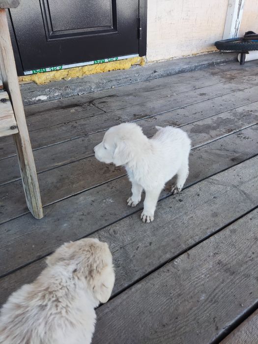 Продам щенят "Тазы"