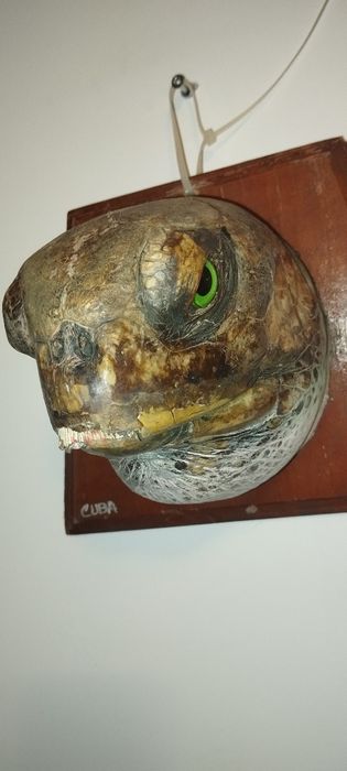 Водна остенурка от Куба