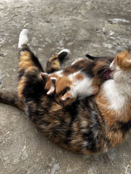 Котята Отдам за даром 1 месяц