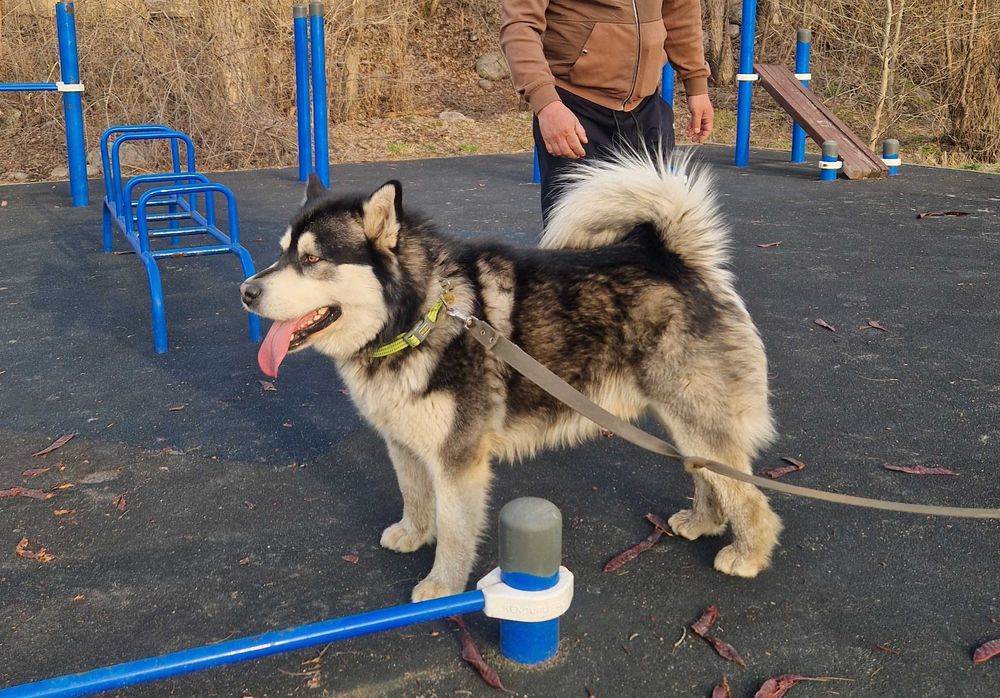 Вязка аляскинский маламут