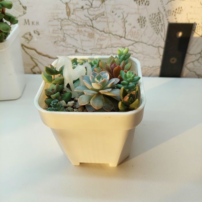 Композиция цветов суккуленты