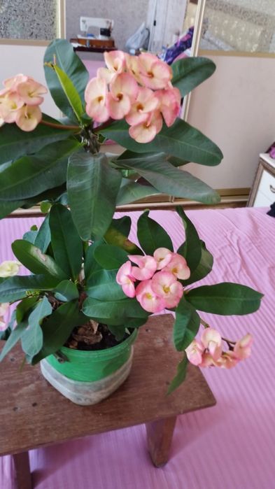 Комнатное растение молочай миля