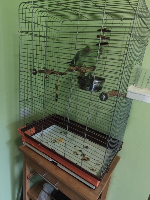 Papagal Micul Alexandru