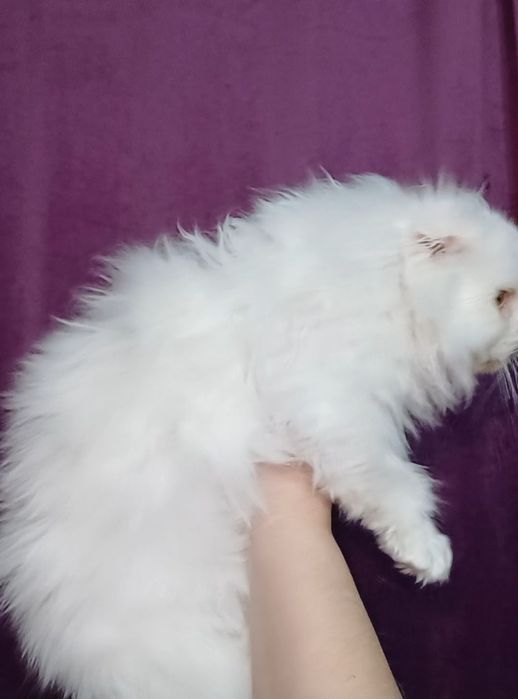 Шотландский вислоухий котёнок!