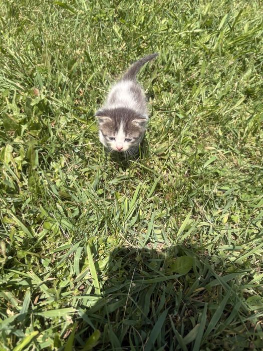 Отдам милых котят
