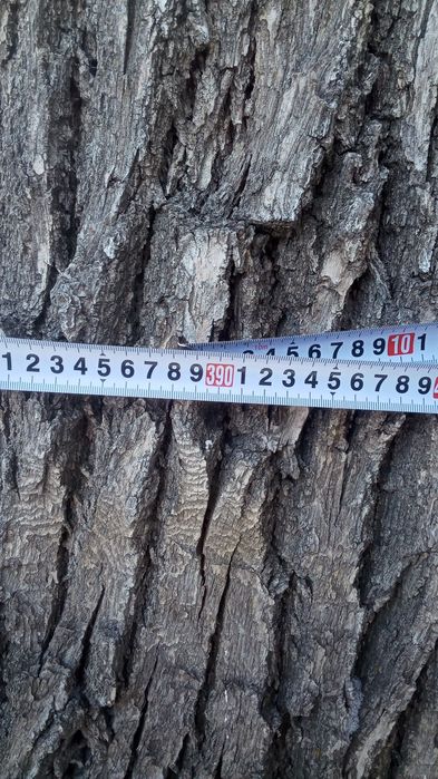 Продам дубовое дерево