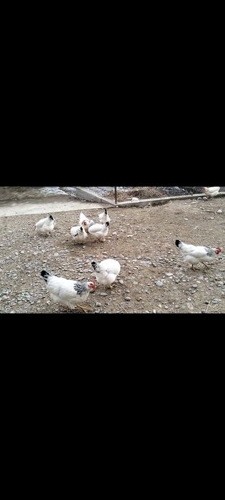 Адлер тауықтар.   .