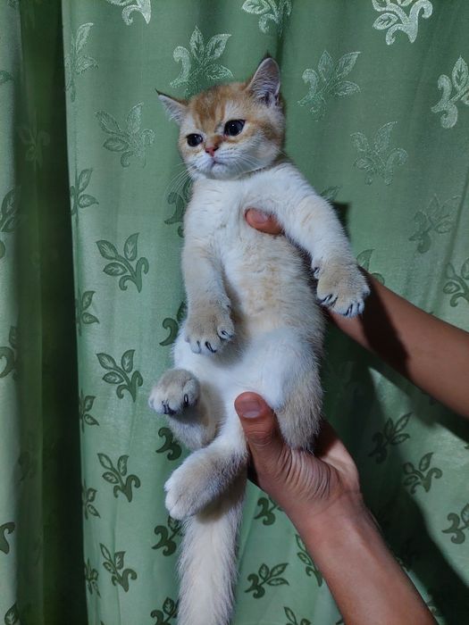 Залатая шиншилла угил бола 2.5 ойлик