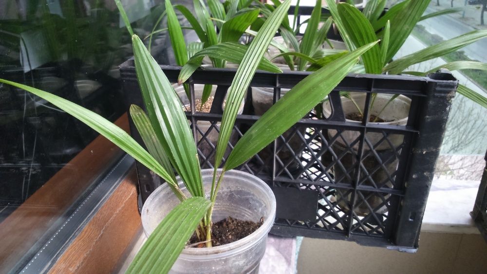 Предлагам малки студоустоичиви палми - 10 бр за 60 лв Tрахикаптус.