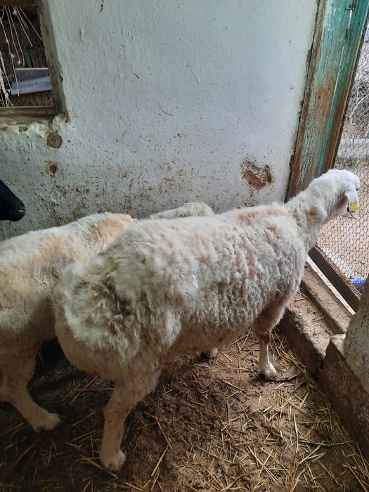 Қой саулықтар семіз